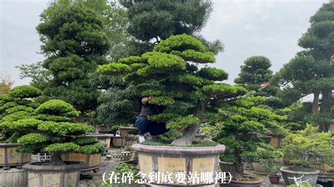 羅漢松可以放室內嗎|羅漢松：珍稀樹種的奧秘與養護撇步 – 植物盆栽綠寶典